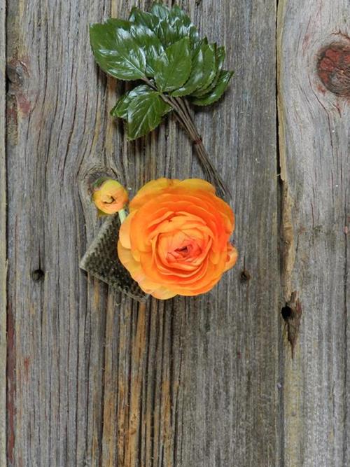 Orange Ranunculus